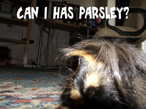  Guineea Pig Wants Parsley thefurryawwfactor.com